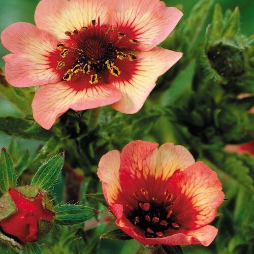Лапчатка травянистая Твинклин Стар/Potentilla Twinkling Star Р1,5