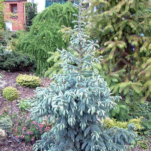 Ель Энгельмана Глаука/Picea engelmannii Glauka 30-40 С3
