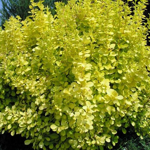 Барбарис Тунберга Ауреа/Berberis thunbergii Aurea 10-15 C3
