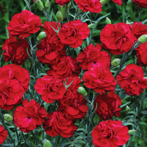 Гвоздика перистая Пашшион/Dianthus plumarius Passion P1
