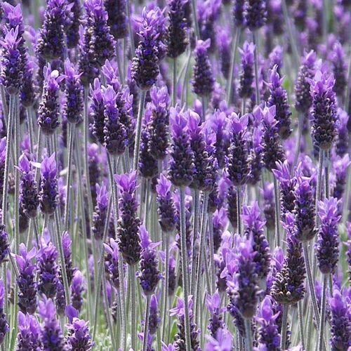 Лаванда широколистная Блю Стар/Lavandula Blue Star Р9