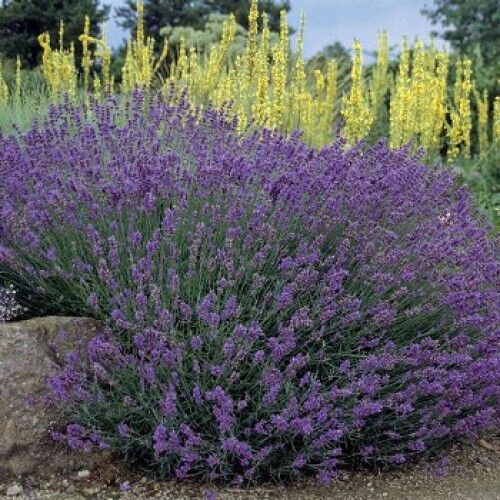Лаванда узколистная Хидкот Блу Стрейн/Lavandula angustifolia Hidcote Blue Blue Strain Р1,5