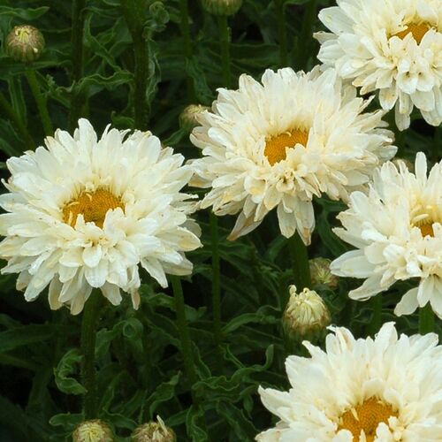 Нивяник наибольший Виктория Сикрет/Leucanthemum maximum Victorian Secret С3