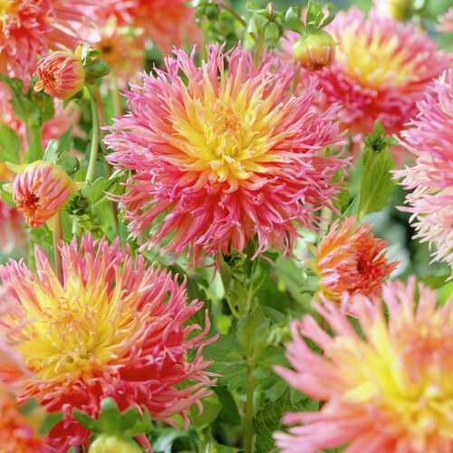 Георгина Фринджет Стар/Dahlia Fringed Star С3