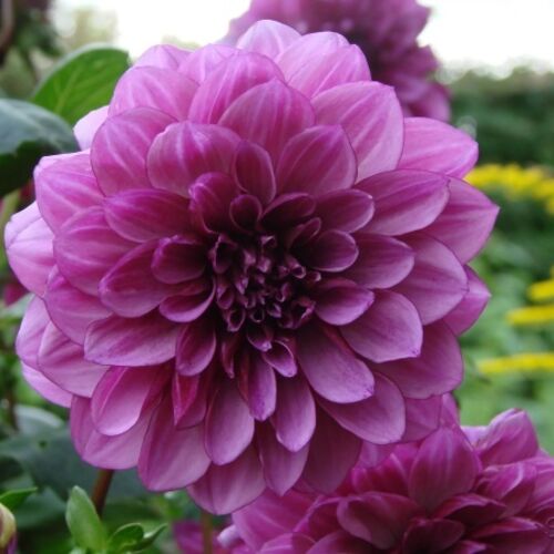 Георгина Лилак Булл/Dahlia Lilac Bull С3
