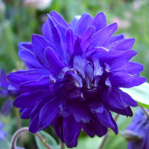Аквилегия махровая Барлоу Блю/Aquilegia vulgaris Blue Barlow 