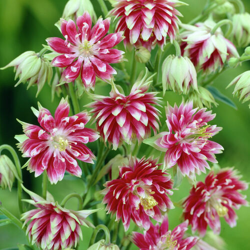 Аквилегия махровая Нора Барлоу/Aquilegia vulgaris Nora Barlow С3