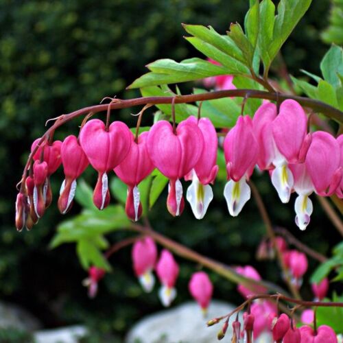 Дицентра великолепная Эдриан Блум/Dicentra spectabilis Adrian Bloom С2