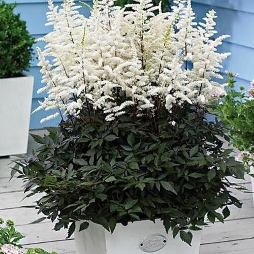 Астильба гибридная Капучино/Astilbe Hybrid Cappuccino Р1,5