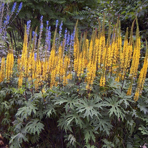 Бузульник Пржевальского/Ligularia przewalskii Р1,5