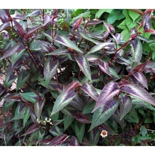 Горец мелкоголовый Ред Дрэгон/Persicaria microcephala Red Dragon С3