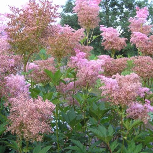 Лабазник красный Венуста Магнифика/Filipendula rubra Venusta Magnifica Р1,5