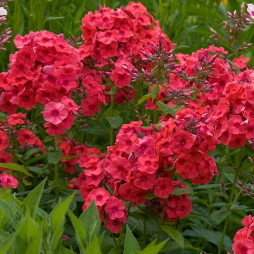 Флокс метельчатый Джулиглут/Phlox paniculata Juliglut (горшок 2шт.) С2