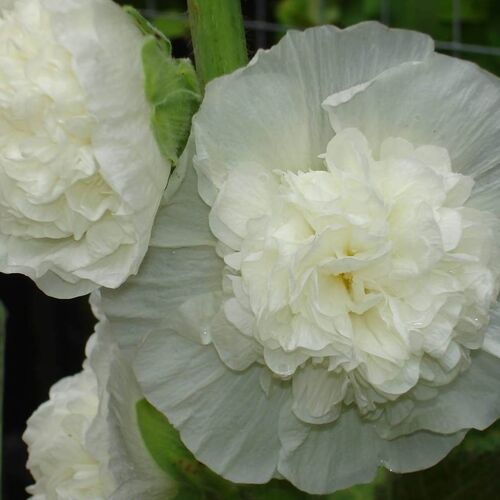 Мальва розовая Пленифлора (wit) /Alcea rosea Pleniflora (wit) P1.5