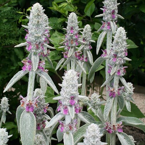 Чистец византийский/Stachys byzantina Р1,5