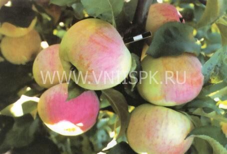 Яблоня гибриды сортов Орловской селекции (осенняя) Ра200-220 С30