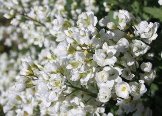 Арабис Фердинанда Кобургского Вариегата/Arabis ferdinandi-coburgii Variegata Р1,5