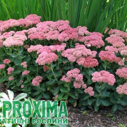Очиток видный Бриллиант/Sedum spectabile Brilliant С3