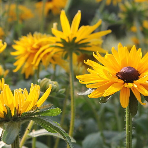 Рудбекия волосистая Глориоза Дабл Дейзи/Rudbeckia hirta Gloriosa Double Daisy С3