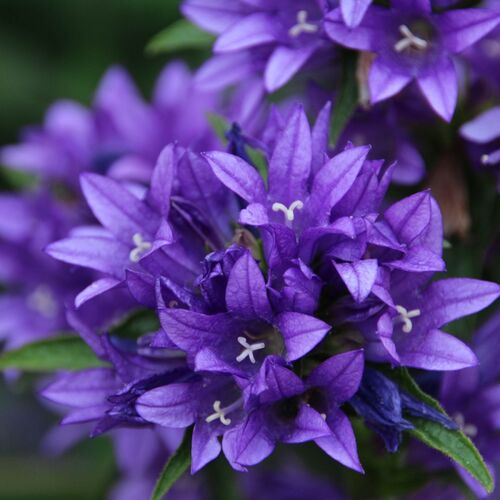 Колокольчик скученный Королина/Campanula glomerata Freya С3