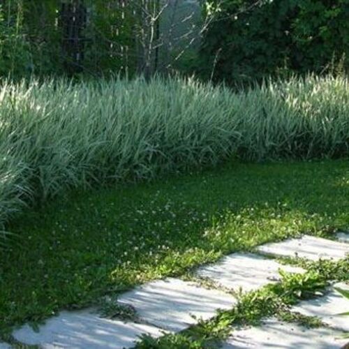 Фалярис тростниковый Вариегата/Phalaris arundinacea Variegata C3