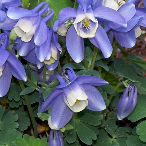 Аквилегия вееровидная Камео Блю энд Уайт/Aquilegia flabellata Cameo Blue and White С3