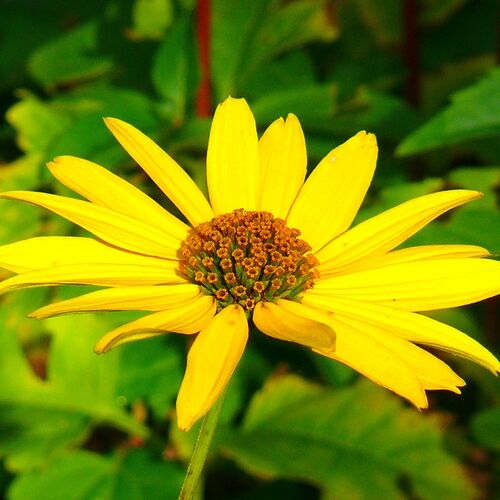 Гелиопсис шероховатый Летнее Солнце/Heliopsis hеlianthoidеs Summer Sun С3