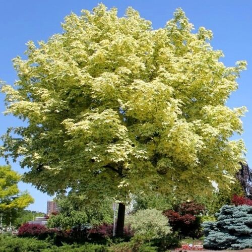 Клен остролистный Друмонди/Acer platanoides Drummondii 200-225 С35