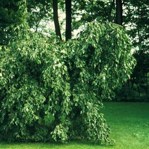 Ольха серая ф.Пендула/Alnus incana f.Pendula 180-200 C15