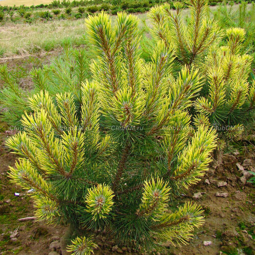 Сосна горная Хамелион/Pinus mugo Chameleon 40-60 С3 (Верещак)