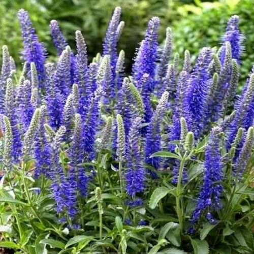 Вероника колосистая Беби Блю/Veronica spicata Baby Blue Р1,5