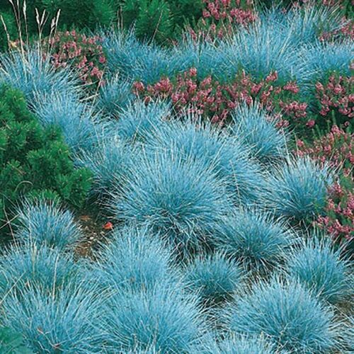 Овсяница сизая Фредди/Festuca glauca Freddy С3