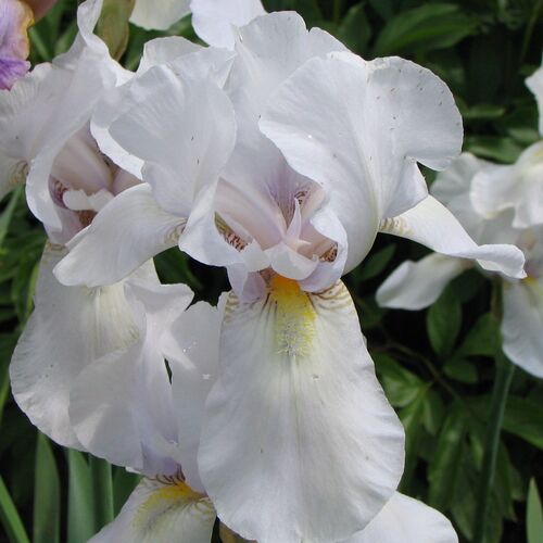 Ирис бородатый (германский) Уайт Сити/Iris barbata White City