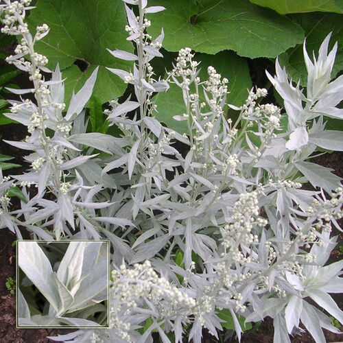 Полынь Пурша/Artemisia purshiana