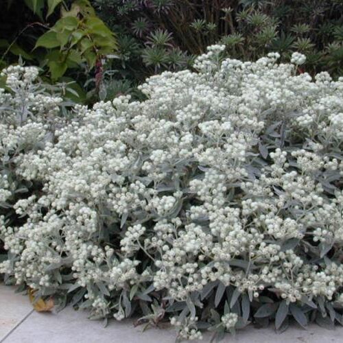 Анафалис жемчужный/Anaphalis margaritacea С2