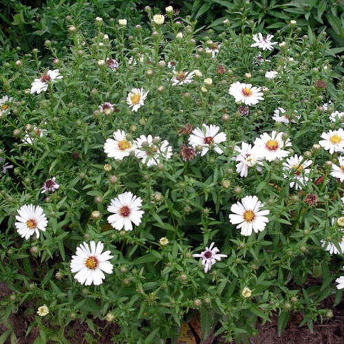 Астра кустарниковая Вайс/Aster dumosus Weiss