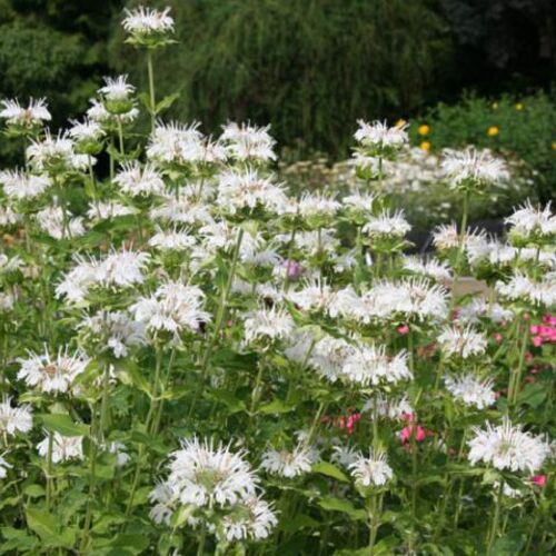 Монарда гибридная Шнеевитхен/Monarda hybrida Schneewittchen Р13