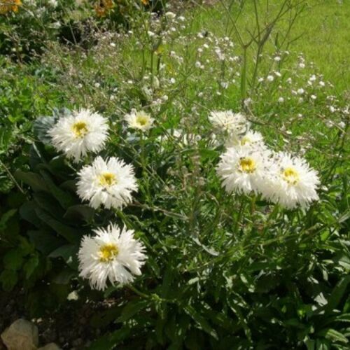 Нивяник наибольший Крейзи Дейзи/Leucanthemum maximum Crazy Daisy Р1.5
