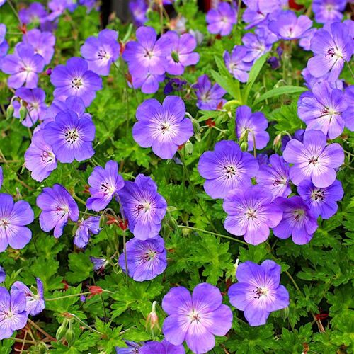 Герань гибридная Розанна/Geranium hybrida Rozanne С3