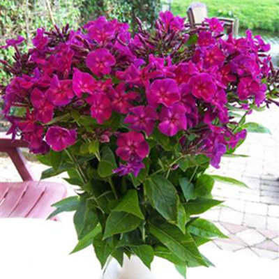 Флокс метельчатый Роберта/Phlox paniculata Roberta С2