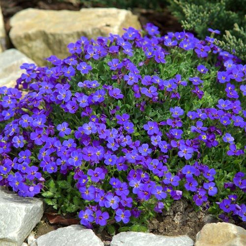 Обриета дельтовидная Каскад Блю/Aubrieta deltoidea Cascade Blue Р1,5