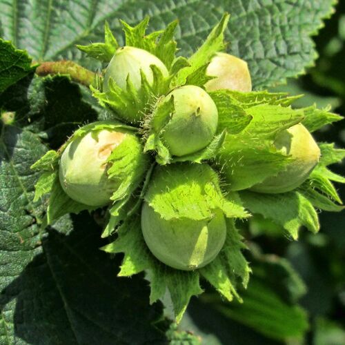 Лещина обыкновенная/Corylus avellana 100-120 C7,5