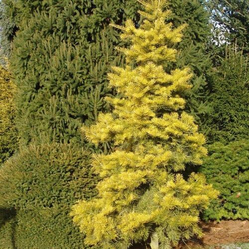 Пихта одноцветная Винтерголд/Abies concolor Wintergold 20-30 С3