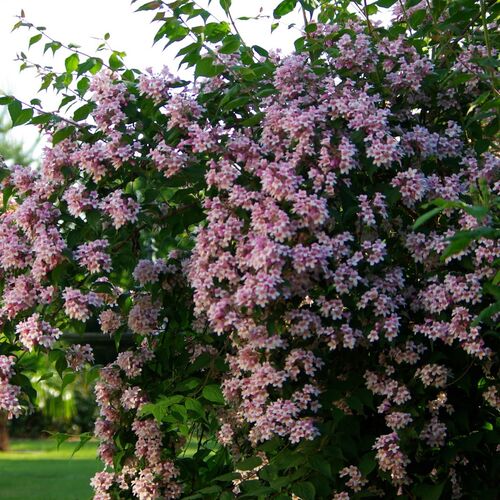 Кольквиция прелестная Пинк Клауд/Kolkwitzia amabilis Pink Cloud 15-20 C3