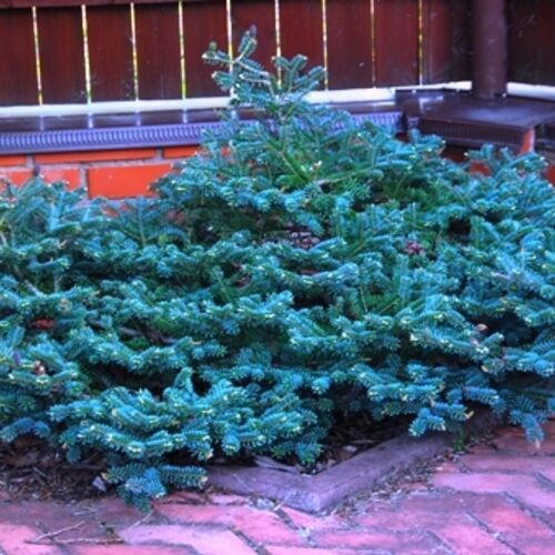 Пихта корейская Блю Имперор/Abies koreana Blue Emperor 60-70 С20