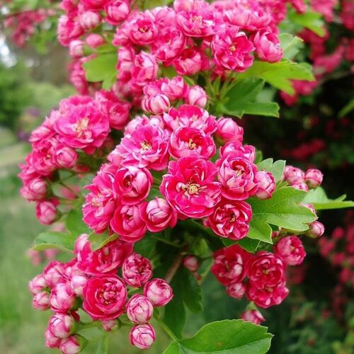 Боярышник обыкновенный Пауль Скарлетт/Crataegus laevigata Paul`s Scarlet 140-160 С7