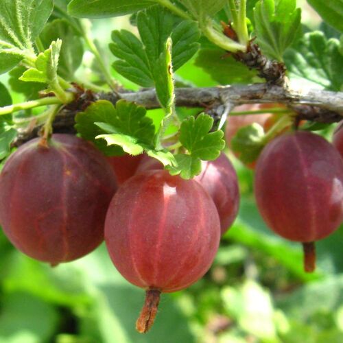 Крыжовник Краснославянский (3-х летний)