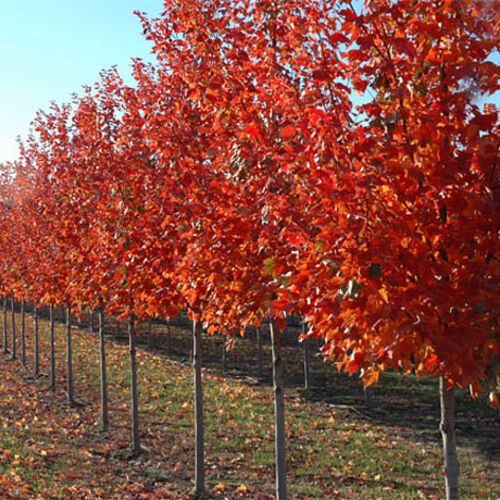 Клен красный Ред Сансет/Acer rubrum Red Sunset 160-180 С7,5