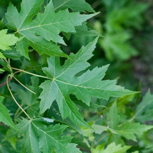 Клен серебристый/Acer saccharinum 160-180 С7,5
