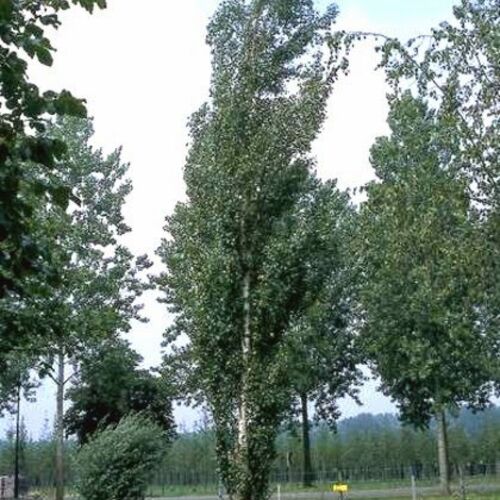 Береза повислая Криспа/Betula pendula Crispa 120-140 С5